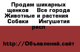 Продам шикарных щенков  - Все города Животные и растения » Собаки   . Ингушетия респ.